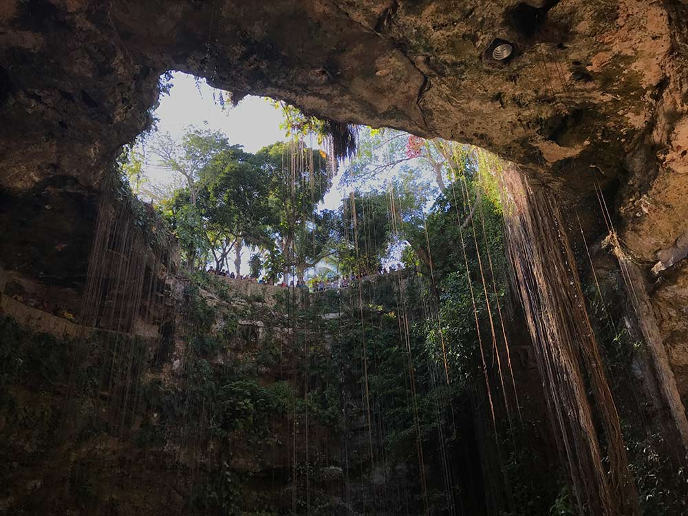 洞窟内の木々