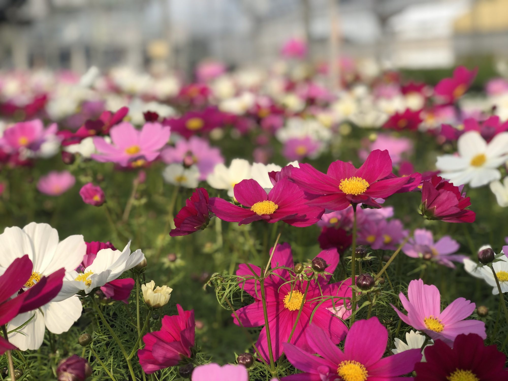 福岡・天神に2万鉢の秋桜が咲き誇る｜天神 秋桜ウィーク｜muto