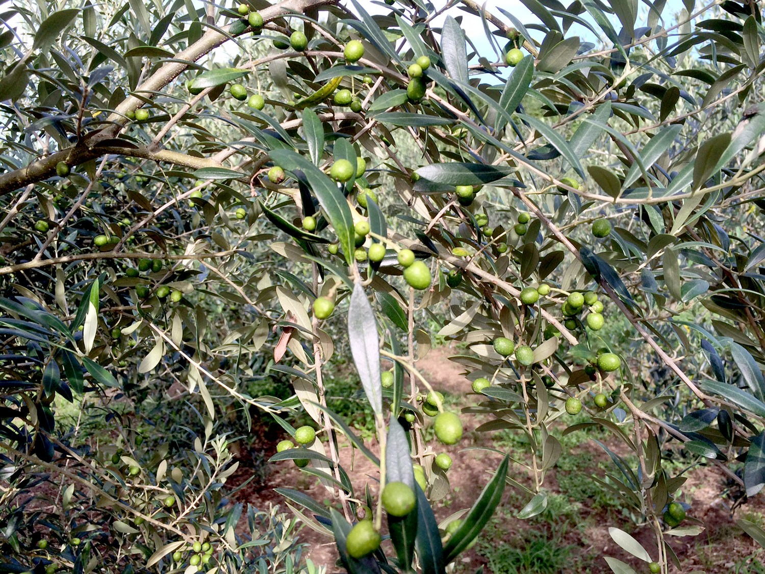 オメガ 尾錠 8個セット オカムラ ピクスライン ダイヤル式8人用モバイルロッカー+下段ラテラル