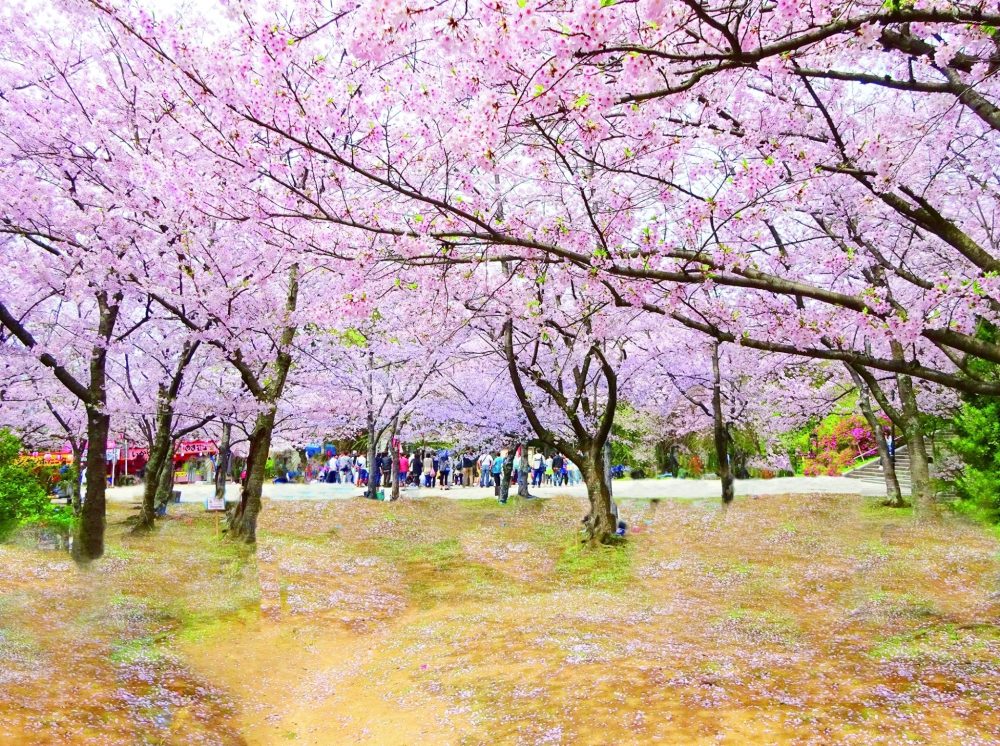西公園桜まつり