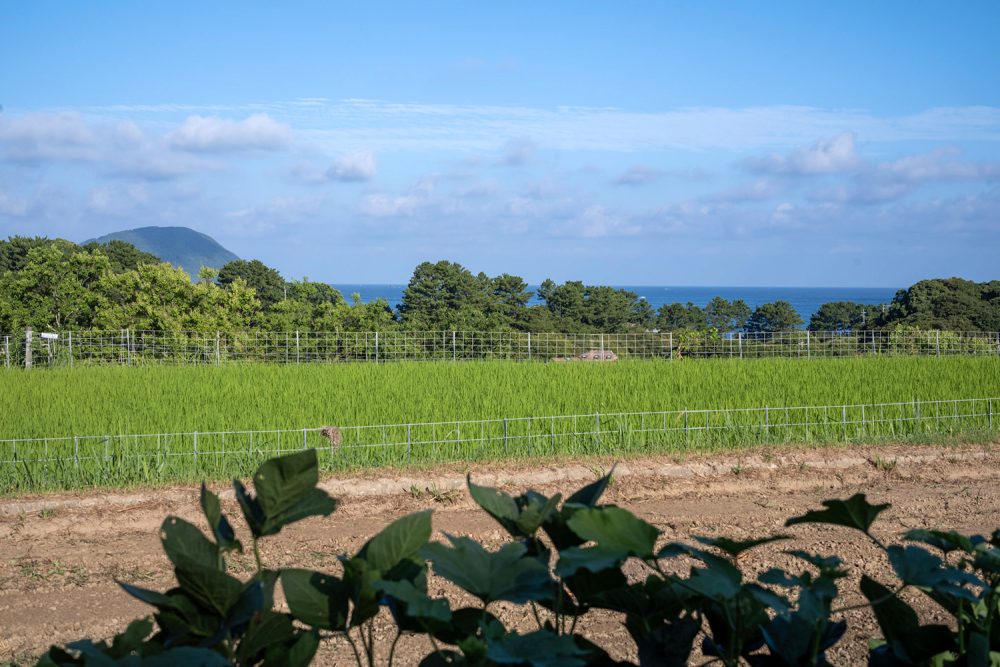 上野万太郎 IN THE FARM」浜野貴志